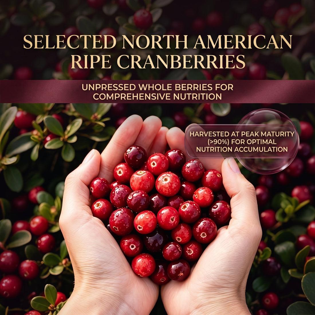 Dried cranberry snack-Bestseller